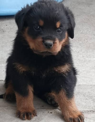 Rottwiller female pup