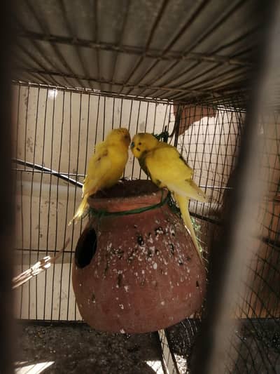 Red eye budgie  pair