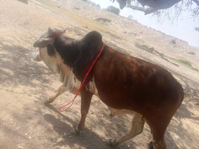 qurbani kalya hy serious Bayer contact me 03083400507