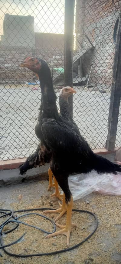 japanese shamo pair pathy