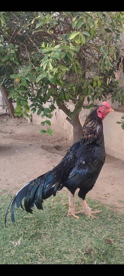 Beautiful mushka lasani