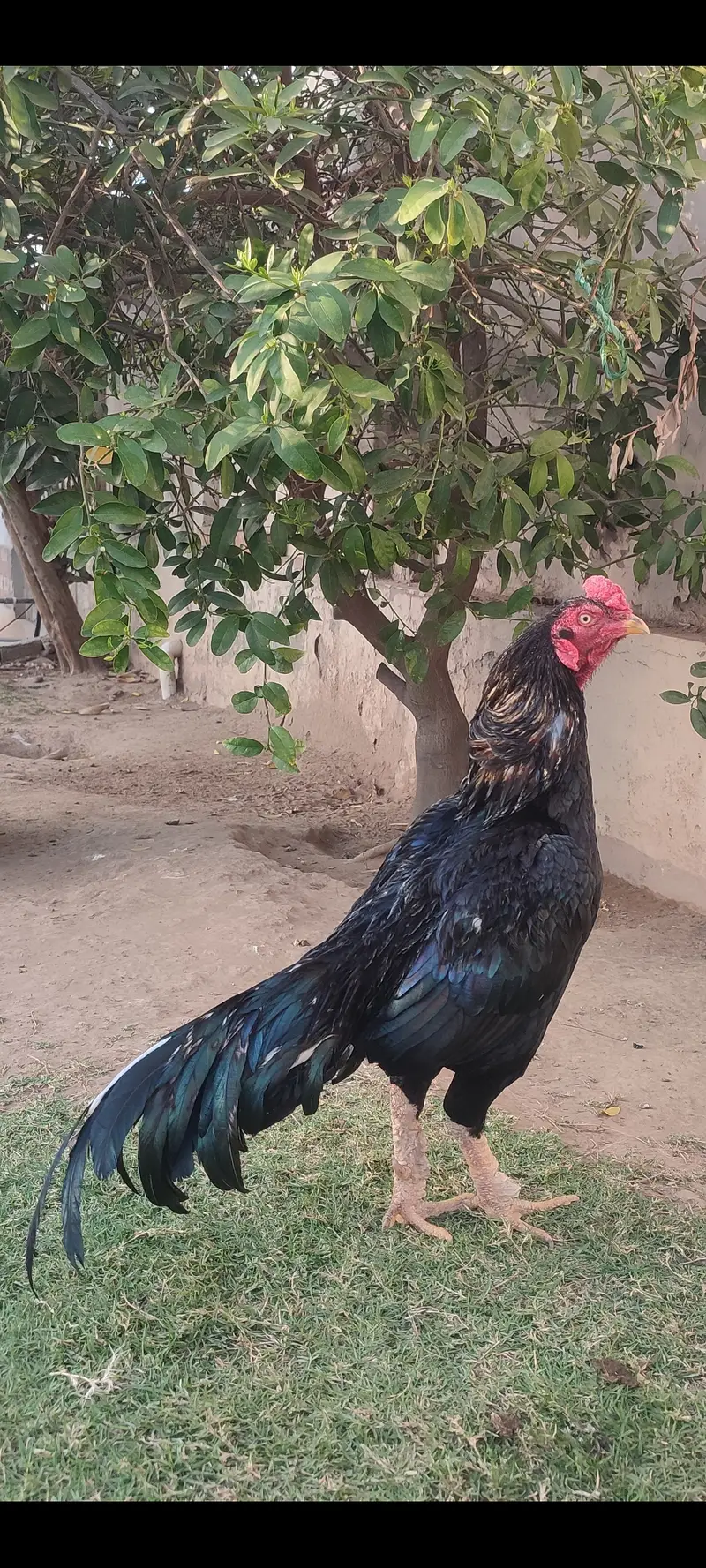 Beautiful mushka lasani