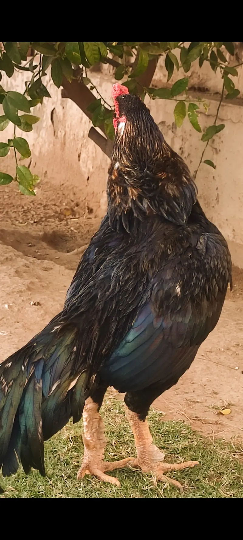 Beautiful mushka lasani — photo 2