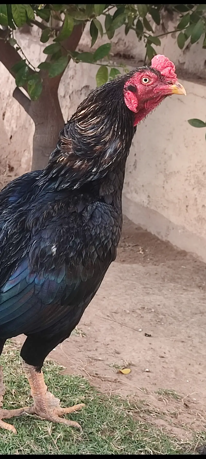 Beautiful mushka lasani — photo 3