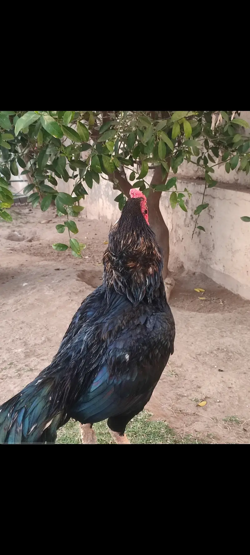 Beautiful mushka lasani — photo 4