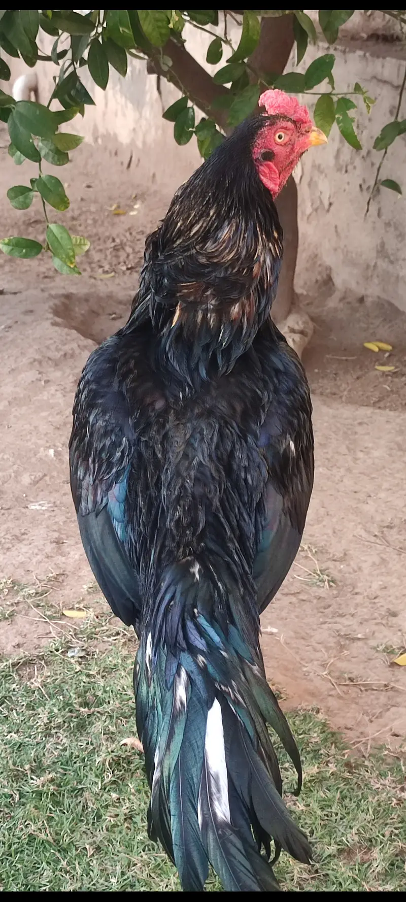 Beautiful mushka lasani — photo 5