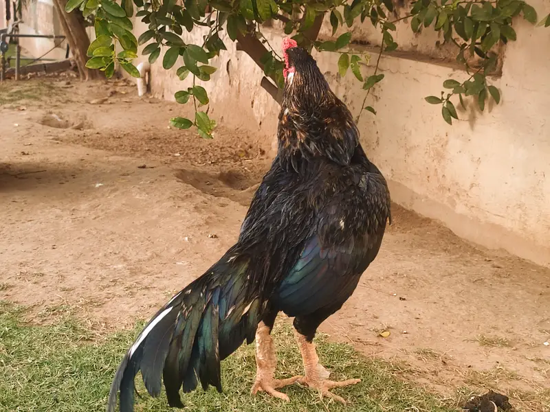 Beautiful mushka lasani — photo 6