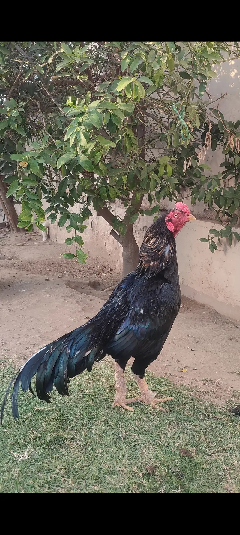Beautiful mushka lasani — photo 7