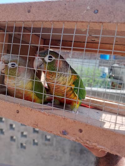 yallow sided cnour into pineapple conure