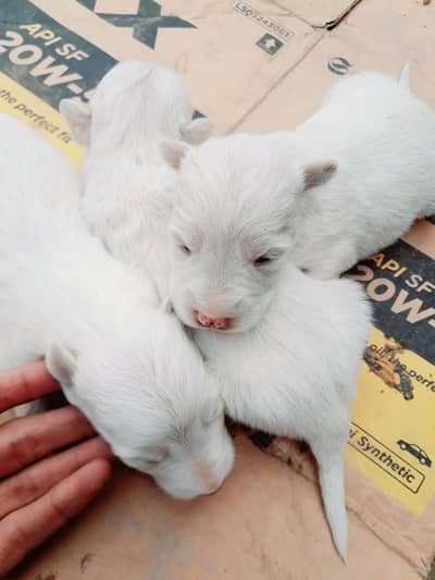 Pure Russian dog puppies for sale whatsapp 03161731812