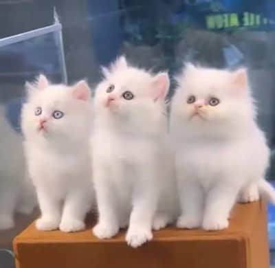 Persian female kitten for sale My WhatsApp number 0325 5503411