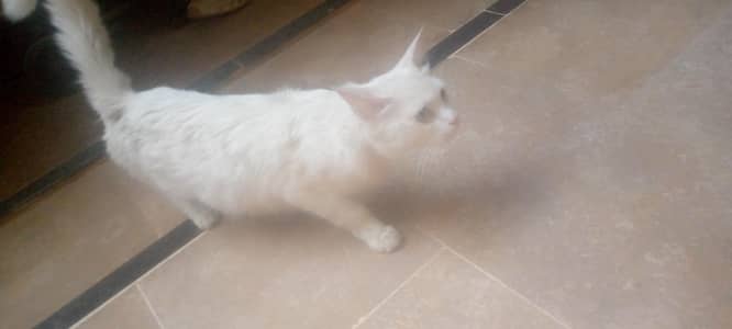 Persian femle cat mano