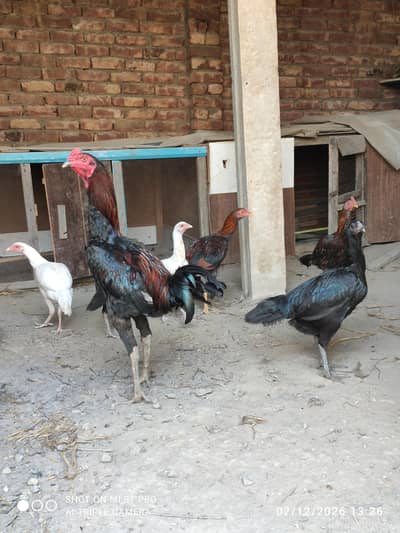 pure Thai aseel egg and murghian for sale mianwali aseel male female