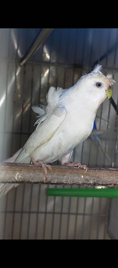 hogoromo double flower