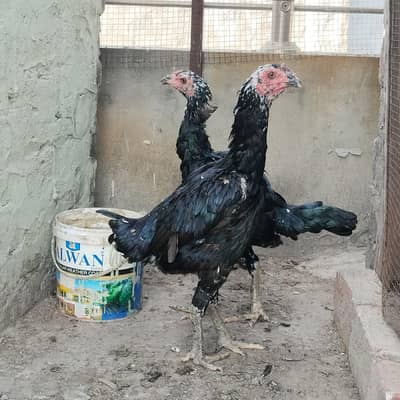 aseel pakoya breed female