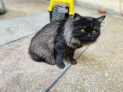 Siberian male cat for sale