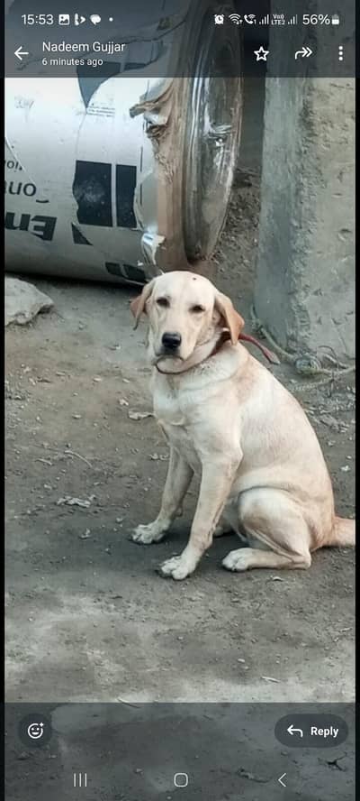 female labrador for sale
