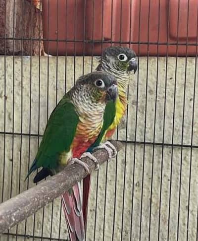 Conure breeder pair with history available for sale