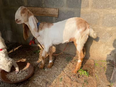 bakri goat age 5 to 6 month