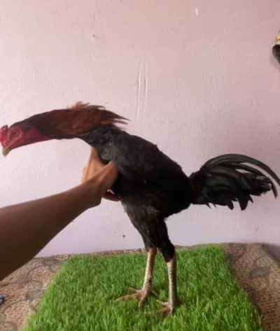 burmi back futteri bohat hi outclass standing