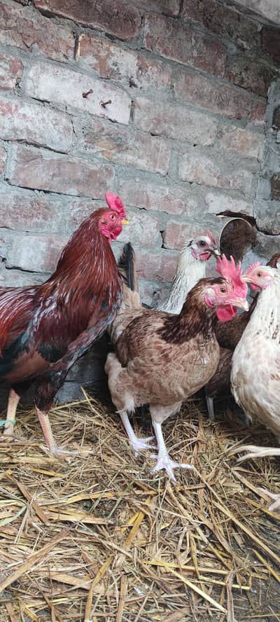 1 mugra 4mugriya h ghar ke pali hoi