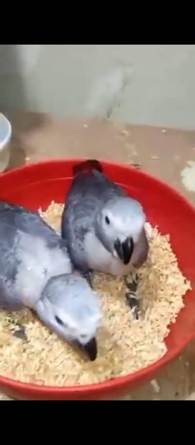 African grey parrot for sale call 03326370112