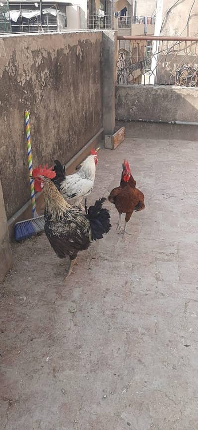 Golden misri hens and Aseel hens for sale