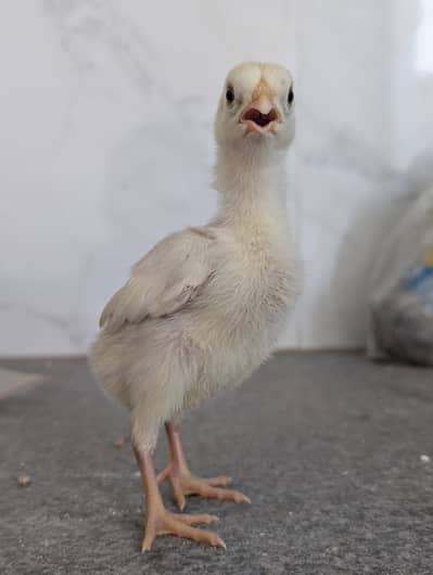 Paper white heera guranteed white chicks white nuk naali ,long height