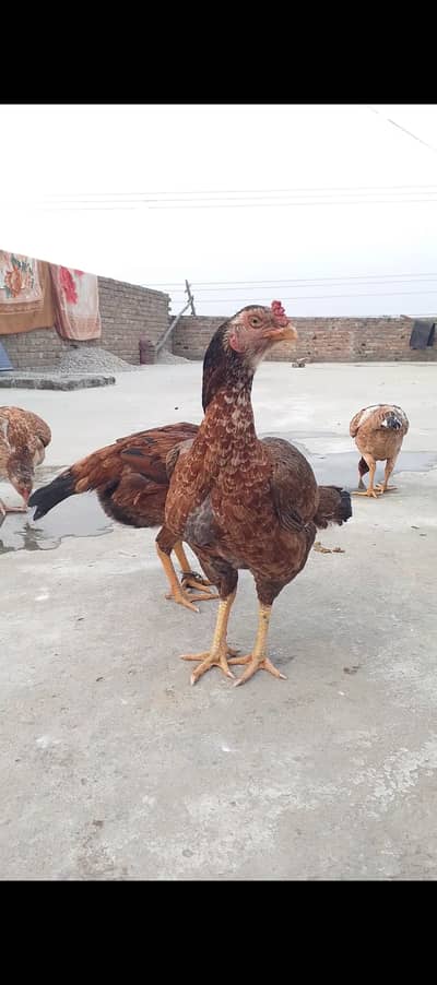 Long Height Aseel Madi