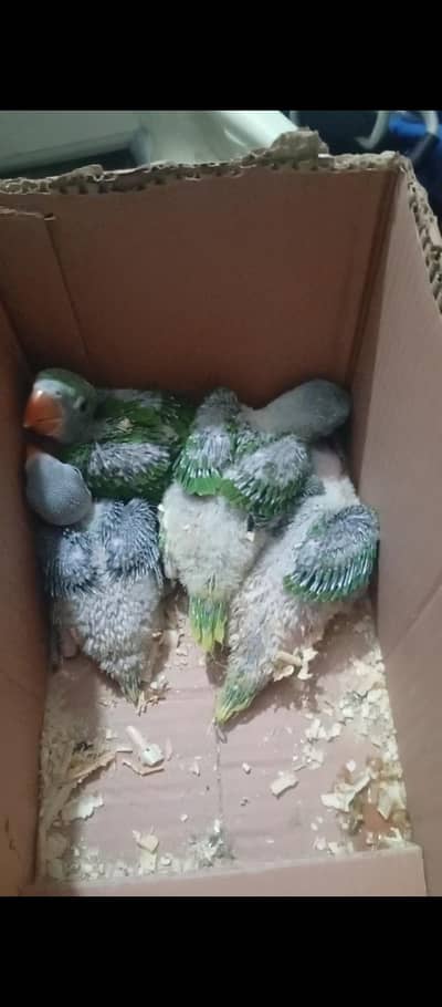 Mashallah raw healthy and active chicks available 