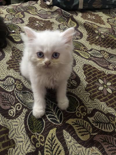 White and black female kittens