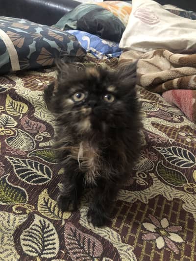 White and black female kittens