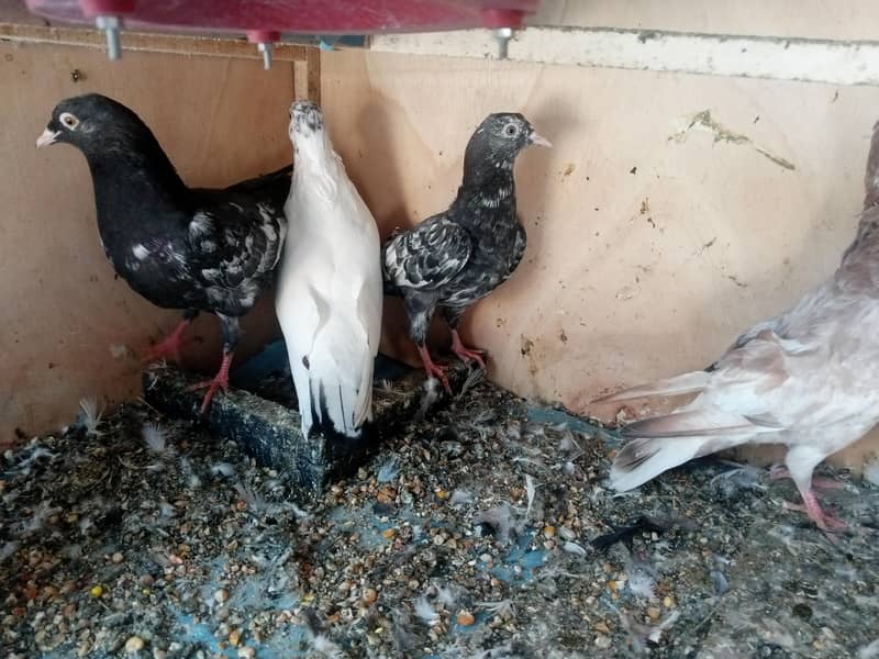 pigeons 4