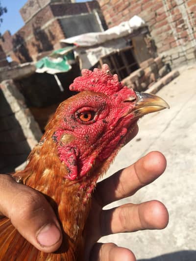 Burmi Bannat Patha For Sale