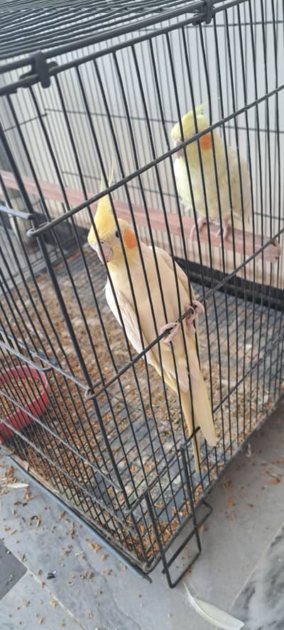 common White For sale with Cage