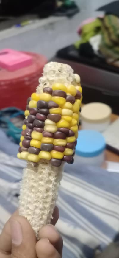 naturally purple colored corn (half eated)