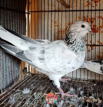 Silver Bajrai Female And Dub Walay Pathay