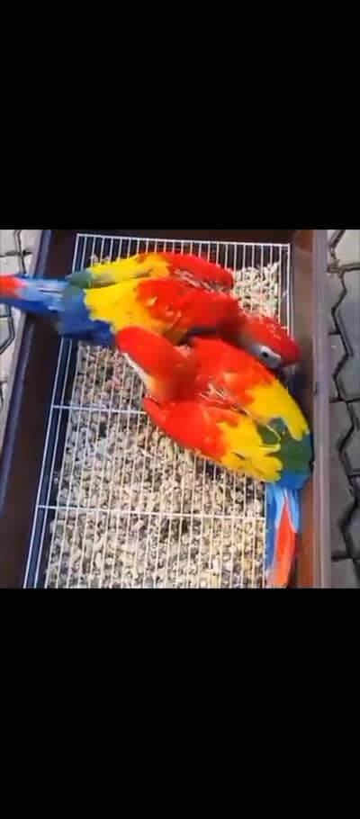 red macaw parrot for sale call 03326370112