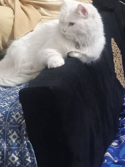 Persian cats male and female