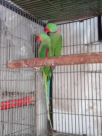 pahari pair