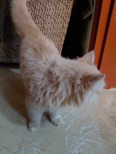Persian cat