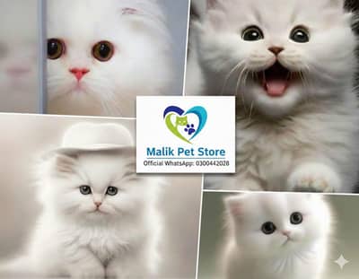 Persian Kittens | Persian Cat | Punch Face Persian | Triple Coated