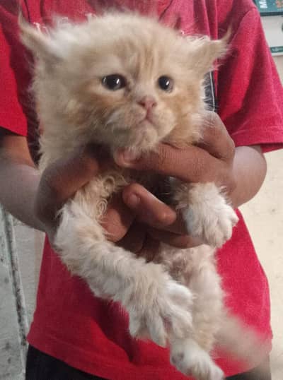 person cat kitten for sale