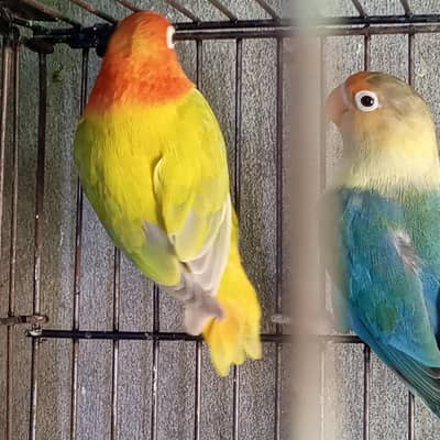 love birds for sale