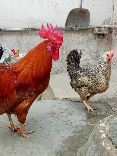 Breeding pair laying egg everyday