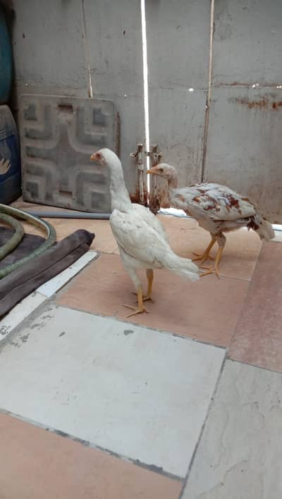 Aseel Chicks Available Heera & Others For Sale