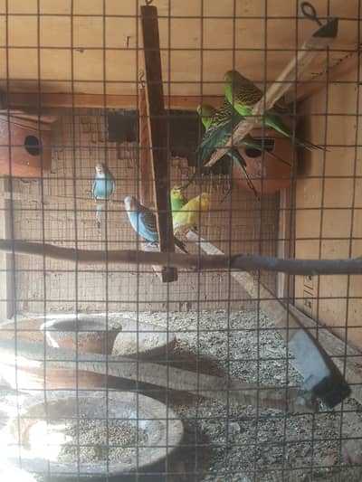 Australian parrots budgies