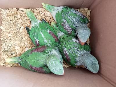 Wildlife Registered Alexandrine Raw Parrots Chicks