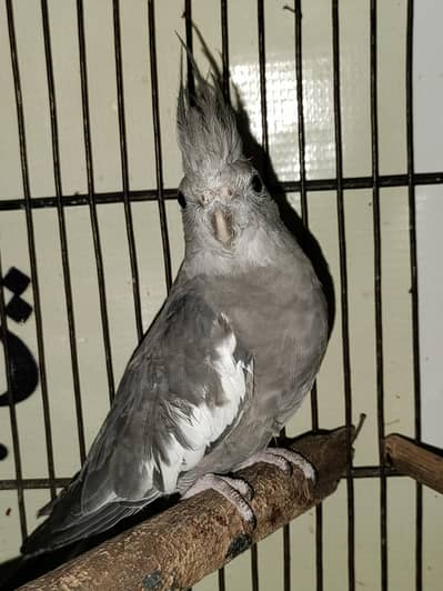 Cocktail Female Exchange with Male