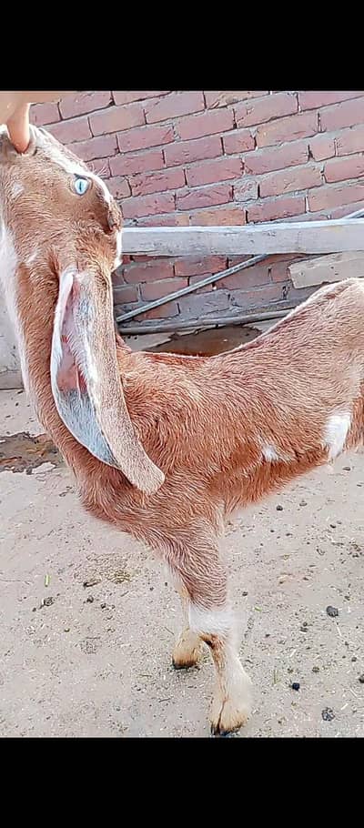 path healty and active 03069730167